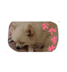 ポメラニアンのペロリーヌ（個別スタンプ：1）