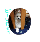 ポメラニアンのペロリーヌ（個別スタンプ：3）