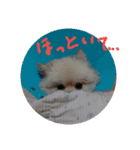 ポメラニアンのペロリーヌ（個別スタンプ：4）