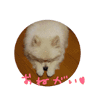 ポメラニアンのペロリーヌ（個別スタンプ：7）