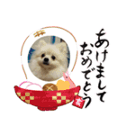 ポメラニアンのペロリーヌ（個別スタンプ：8）