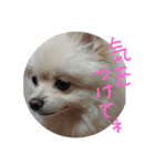 ポメラニアンのペロリーヌ（個別スタンプ：10）