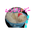 ポメラニアンのペロリーヌ（個別スタンプ：12）