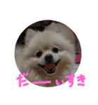 ポメラニアンのペロリーヌ（個別スタンプ：13）