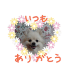 ポメラニアンのペロリーヌ（個別スタンプ：14）