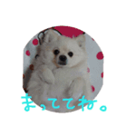 ポメラニアンのペロリーヌ（個別スタンプ：15）