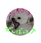 ポメラニアンのペロリーヌ（個別スタンプ：16）