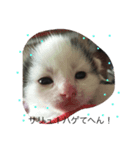 オヤジ猫うらさん（個別スタンプ：1）