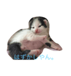 オヤジ猫うらさん（個別スタンプ：3）