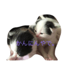 オヤジ猫うらさん（個別スタンプ：4）