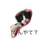 オヤジ猫うらさん（個別スタンプ：5）