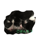 オヤジ猫うらさん（個別スタンプ：7）