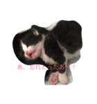 オヤジ猫うらさん（個別スタンプ：8）
