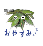 アガベ チタノタ agave titanota horrida（個別スタンプ：7）