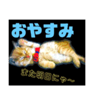 みーちゃんのスタンプ！！！（個別スタンプ：12）