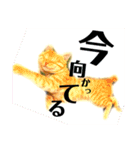 みーちゃんのスタンプ！！！（個別スタンプ：13）