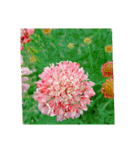 flower shop*（個別スタンプ：16）