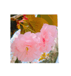flower shop*（個別スタンプ：30）