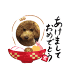 トイプーアポロⅡ（個別スタンプ：1）
