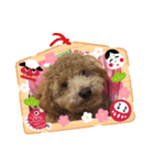 トイプーアポロⅡ（個別スタンプ：2）