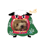トイプーアポロⅡ（個別スタンプ：4）