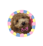 トイプーアポロⅡ（個別スタンプ：5）