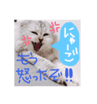 キラリスタンプ（個別スタンプ：7）