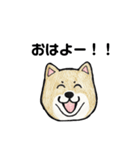 柴犬のヤマト（個別スタンプ：1）