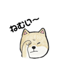 柴犬のヤマト（個別スタンプ：2）