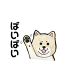 柴犬のヤマト（個別スタンプ：4）