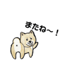 柴犬のヤマト（個別スタンプ：5）