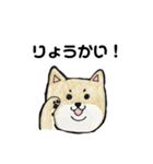 柴犬のヤマト（個別スタンプ：11）