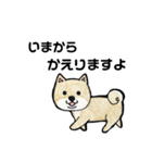 柴犬のヤマト（個別スタンプ：12）