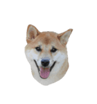 柴犬のヤマト（個別スタンプ：16）