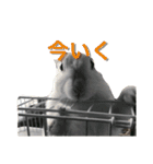 うさぎのももた（個別スタンプ：6）