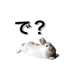 うさぎのももた（個別スタンプ：7）