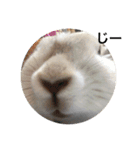 うさぎのももた（個別スタンプ：9）