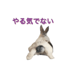 うさぎのももた（個別スタンプ：11）