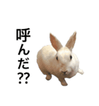 うさぎのももた（個別スタンプ：12）