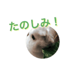 うさぎのももた（個別スタンプ：16）