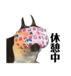 ヤンキーくんとミカンちゃんと仲間たち（個別スタンプ：4）