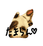 栗ちゃん4（個別スタンプ：6）