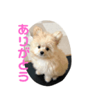 ベル2（個別スタンプ：11）