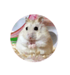 ジャンガリアンハムスターの姫ちゃん2（個別スタンプ：1）