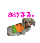 犬のまりこ（個別スタンプ：1）