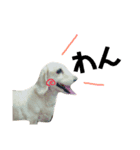 犬のまりこ（個別スタンプ：2）