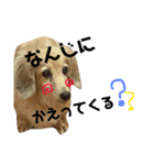 犬のまりこ（個別スタンプ：3）