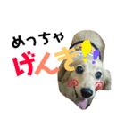 犬のまりこ（個別スタンプ：4）