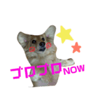 犬のまりこ（個別スタンプ：5）