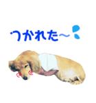 犬のまりこ（個別スタンプ：6）